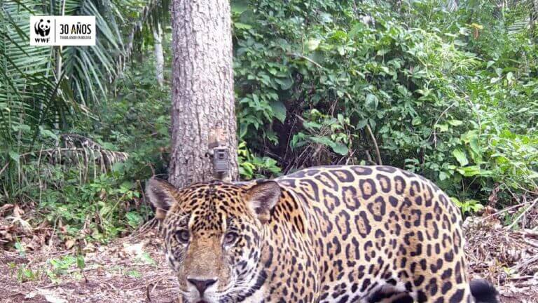 El majestuoso mundo del jaguar